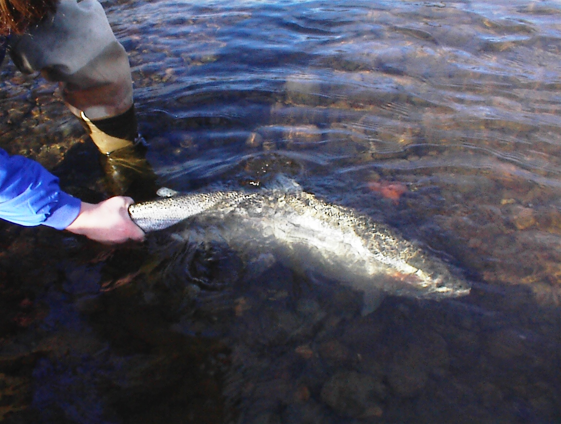 Spring 2008 Native Steelhead - Catch & Release