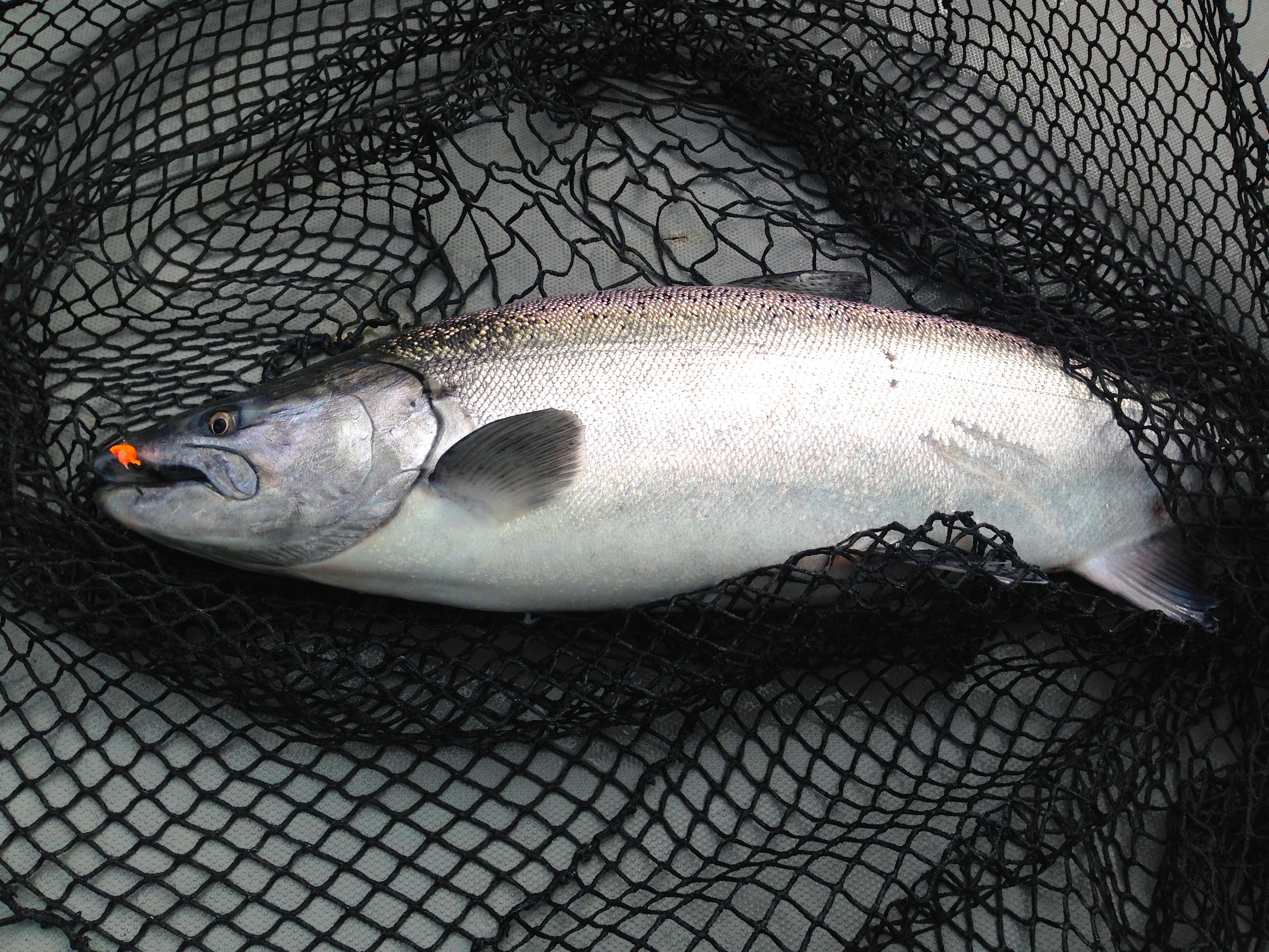Cowlitz River Spring Chinook Salmon