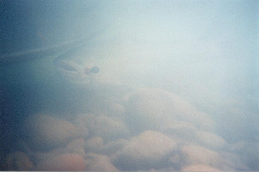 Underwater Skykomish River Native Steelhead