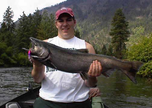 Icicle River Spring Chinook Salmon