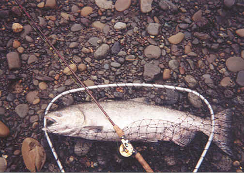 Coastal Fall Chinook Salmon